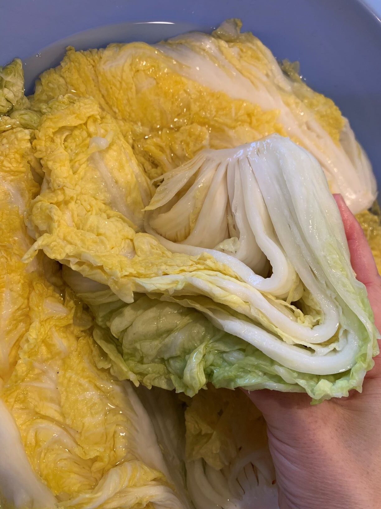 showing how to brine napa cabbage